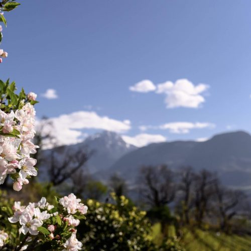 urlaub in lana in suedtirol sommerferien im meraner land fruehling psch